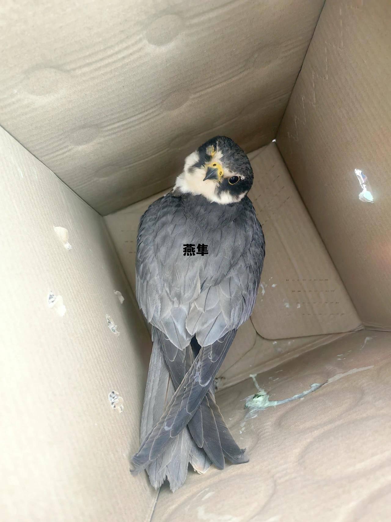 燕隼是几级保护动物,燕隼 燕隼是几级保护动物,燕隼