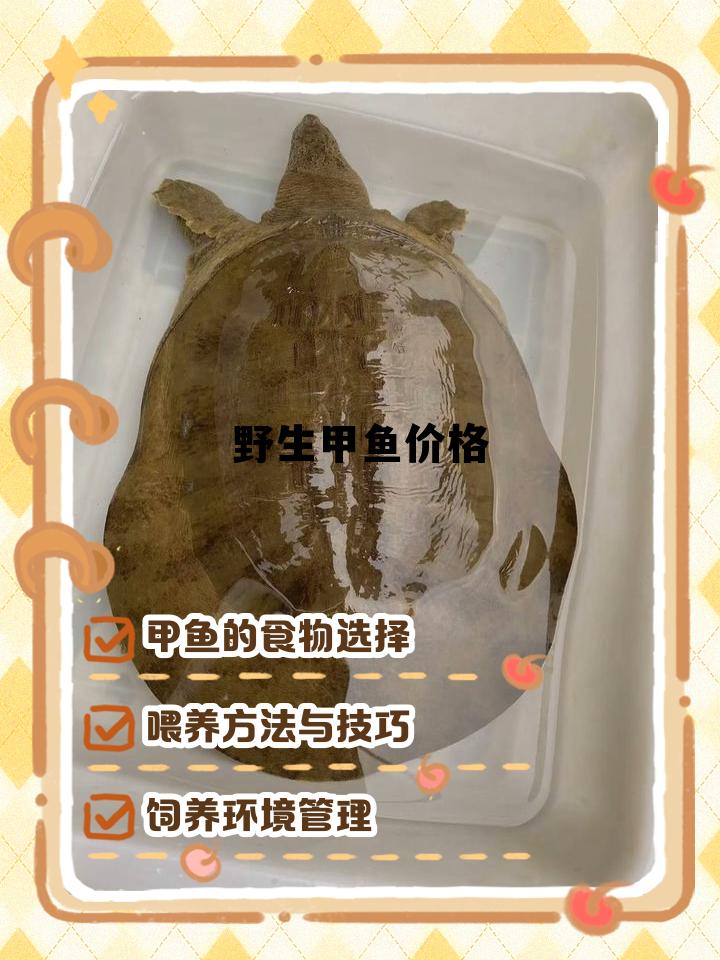 野生甲鱼价格多少钱一斤，野生甲鱼价格