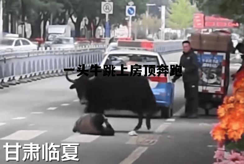 梦见在房顶上跑有什么预兆,一头牛跳上房顶奔跑 梦见在房顶上跑有什么预兆,一头牛跳上房顶奔跑